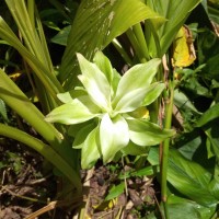 Curcuma longa L.
